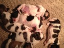 Teddy bear Puppies for sale|Shih tzu Bichon Breeders is FL,NC,PA,NJ,MA,MD generally charge more for Teddy Bears|Shipping for $150